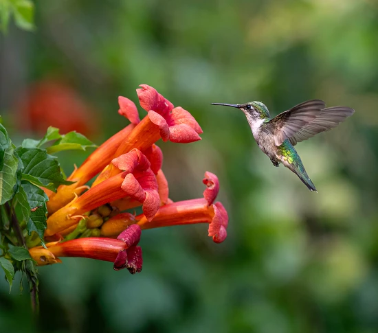 AdobeStock_1418264442 crop 1100