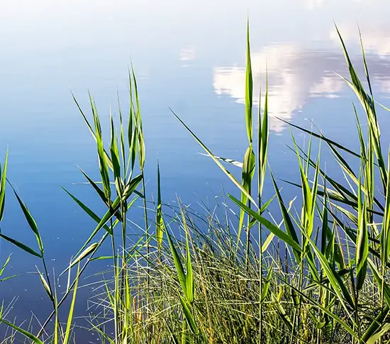 AdobeStock_470090820 crop 550x485