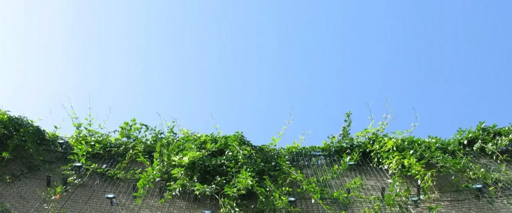 cta (1)