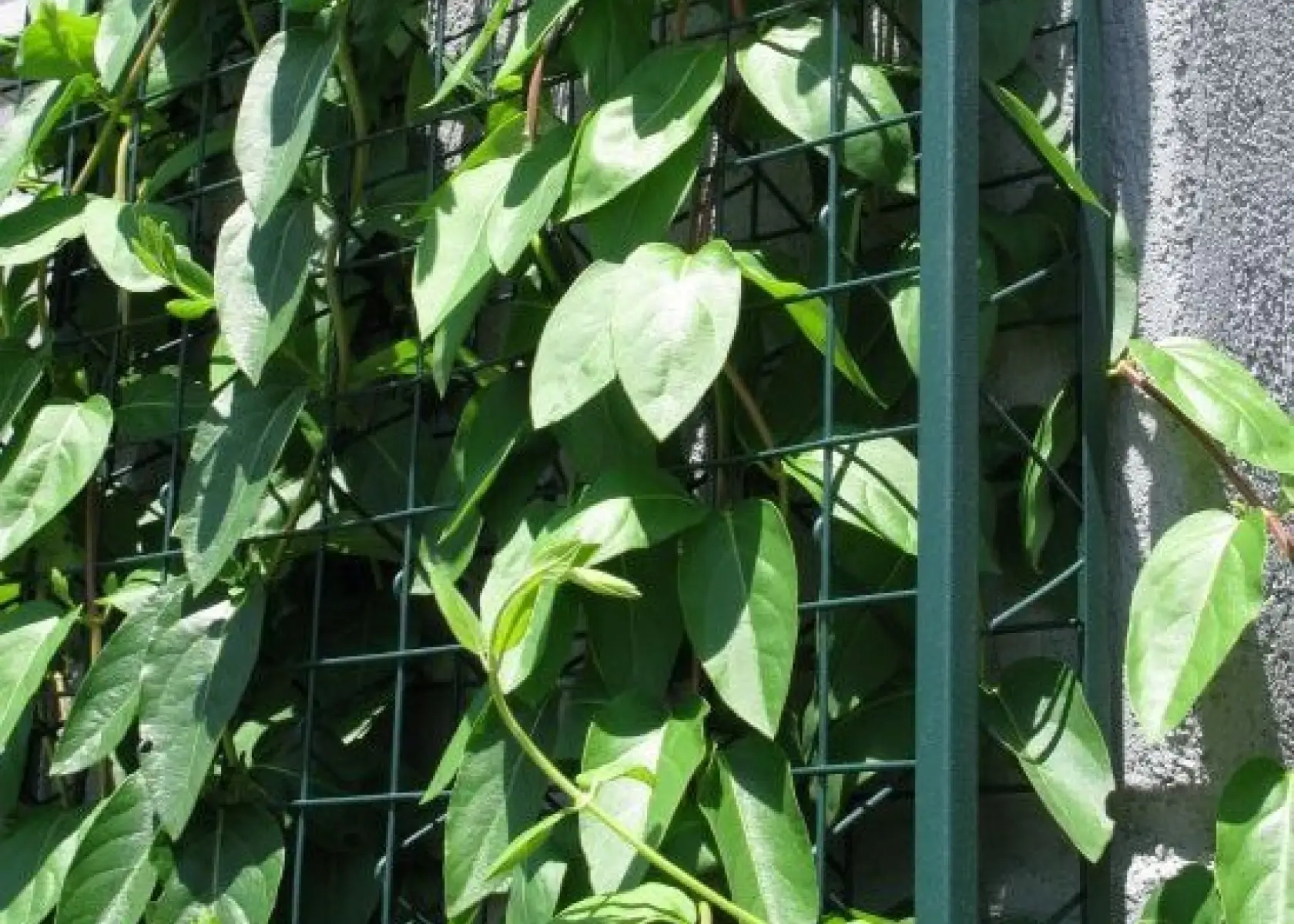 GS Trellis - Material&Process Page_550x485