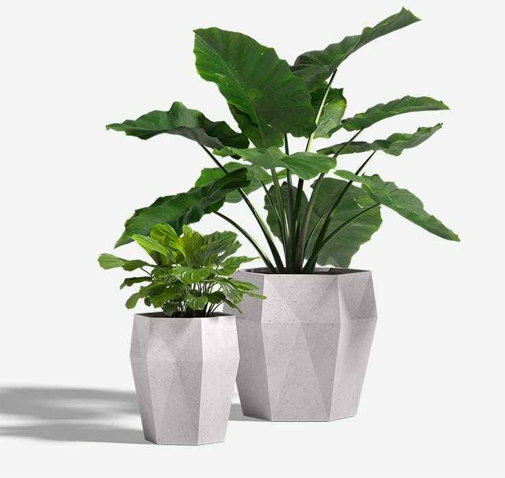 Harlie_GFRC_plants_F2F4F2