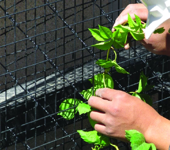 planting vines