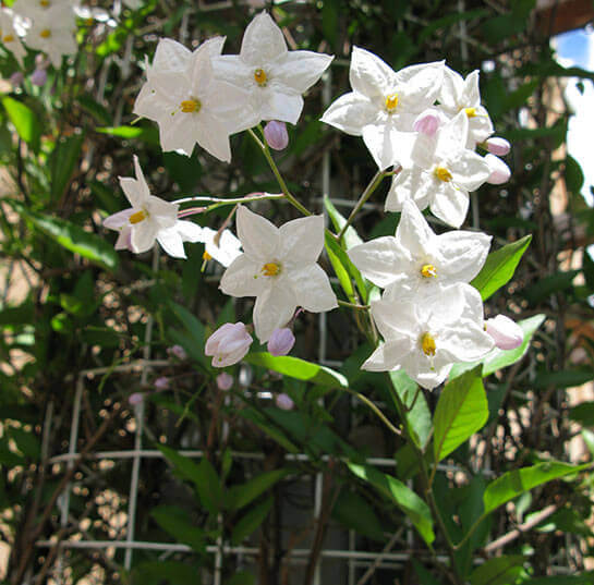 Thumbnail flower