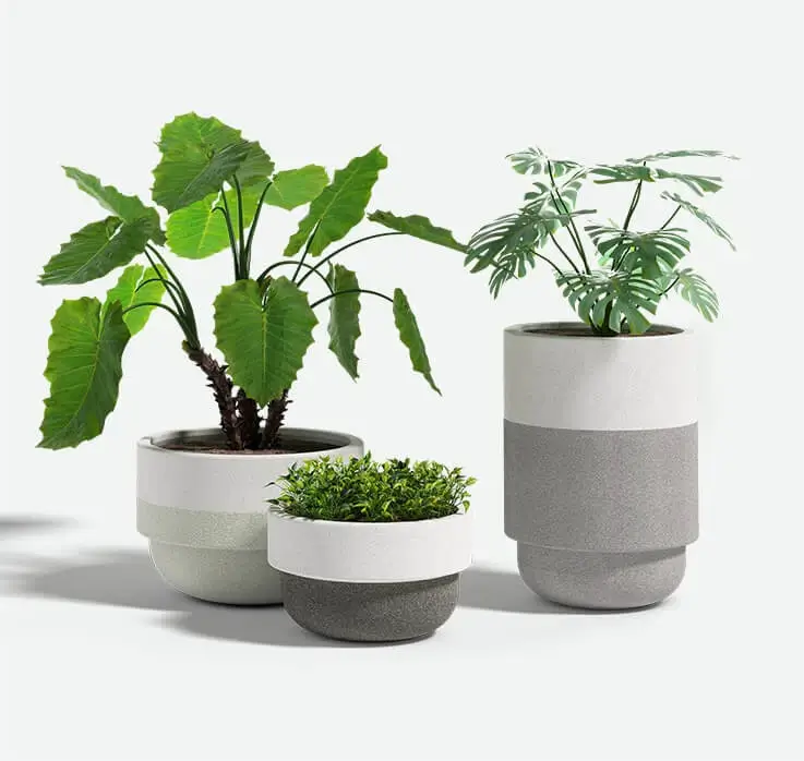 Two-tone_Bolinas_group_Plants_F2F4F2