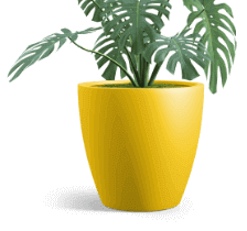 Shop Tournesol Products Now