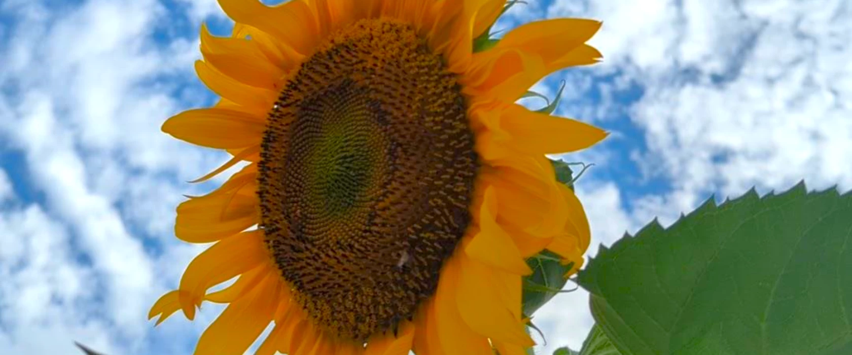sunflower_ATF_1680x1035